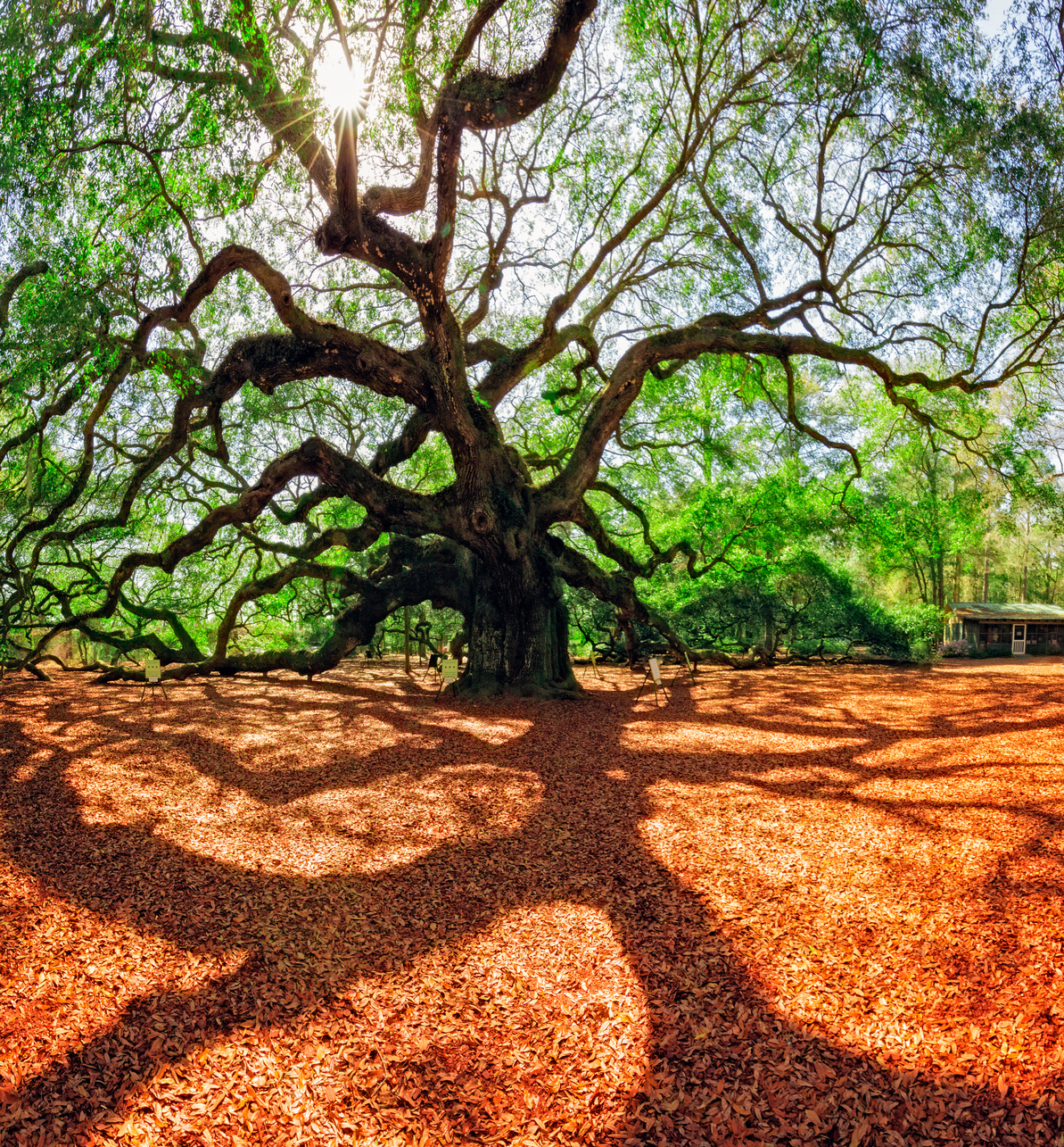 South Carolina Lowcountry Angel Oak Tree Charleston SC Nature Scenic